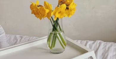 Yellow Daffodils in vase on serving tray on bed.