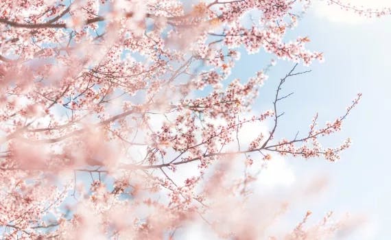 Cherry Tree Blossoming