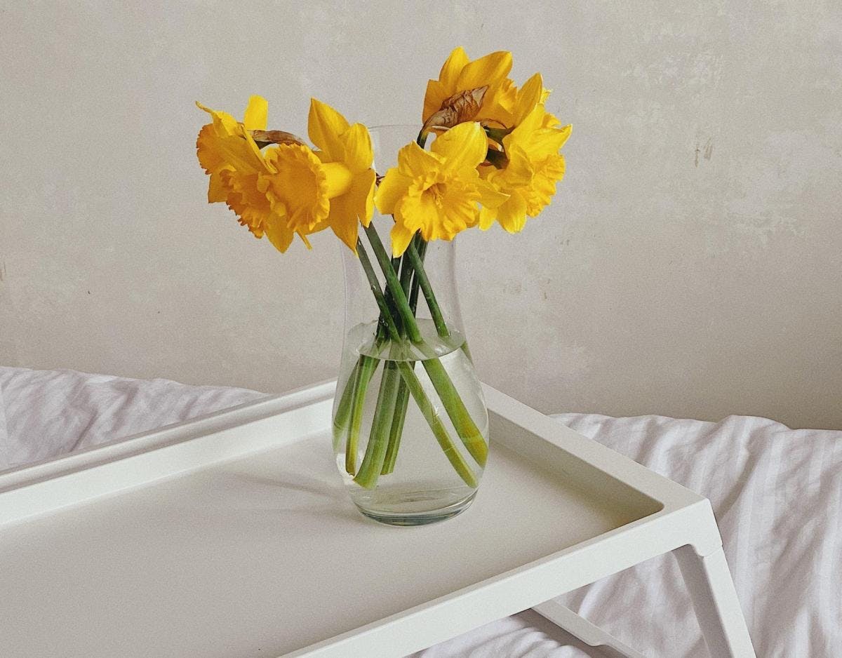 Yellow Daffodils in vase on serving tray on bed.